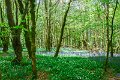 Bluebells and wild garlic in Rossmore Forest Park - May 2017 (26)